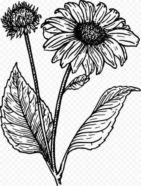 Sunflower Clipart Black And White   Sunflower Line Drawing Png, Transparent Png