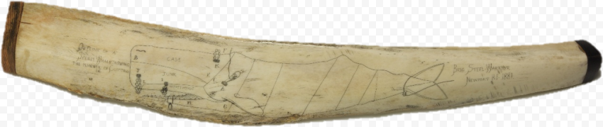 Artifact Spotlight Whale Bone   Wood, HD Png Download