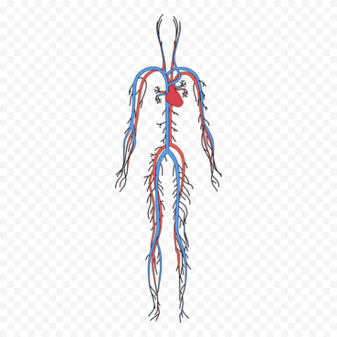 Vector Human Body PNG Image Background
