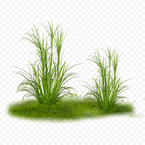 Grass Tree, grass, grass, lawn, flower png