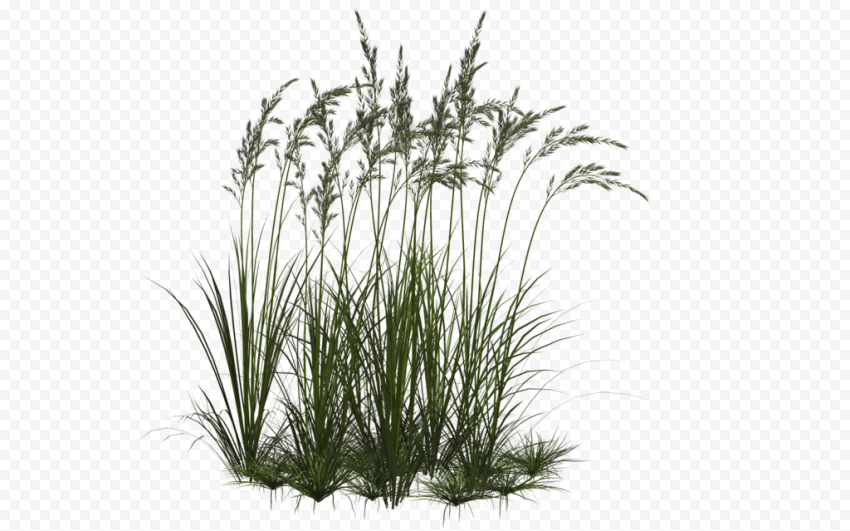 Computer Icons Ornamental grass, Collection Grass, green grass, branch, color, grass png