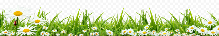 White petaled flowers illustration, Grass Lawn, grass, computer Wallpaper, cartoon Grass, grass png