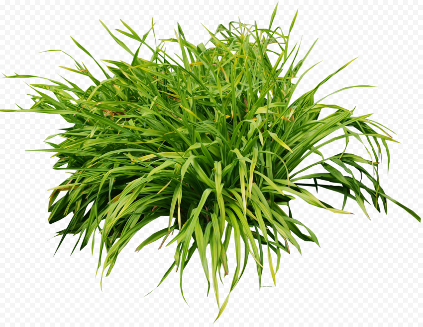 Green grass, Front yard Grass, bushes, garden, photoFiltre, bushes png