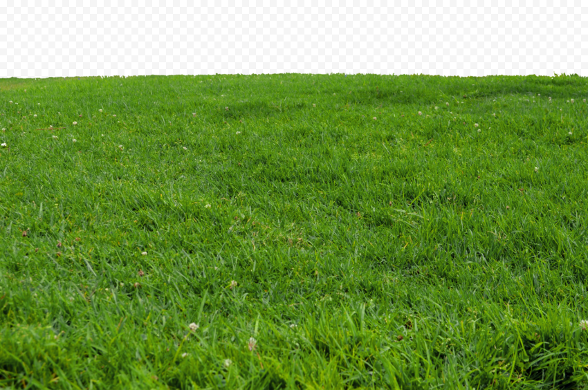 Lawn, grass, grass, agriculture, lawn png