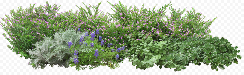 Grass flowers, garden, flowers and trees, green png