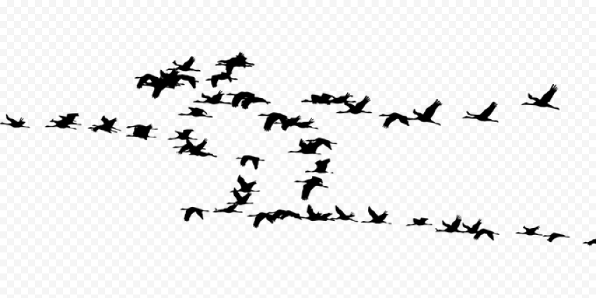 Flock of Birds PNG Image
