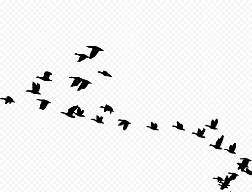 Flock of Birds PNG Image Transparent