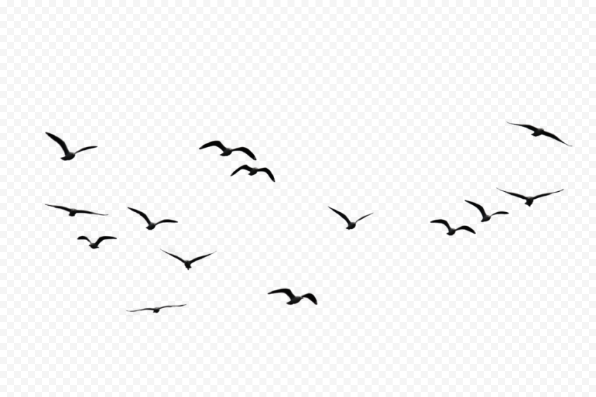 Flock of Birds Transparent Image