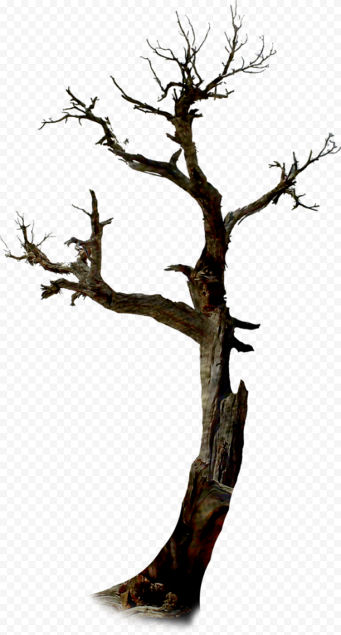HD Halloween Real Twig Tree Branches PNG