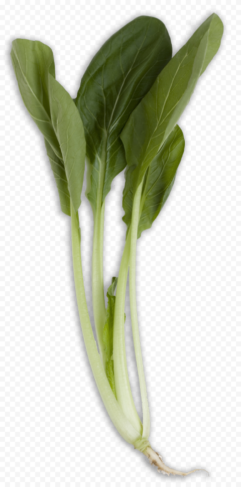 Bok Choy Transparent PNG