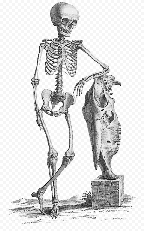 Halloween Skeleton PNG File