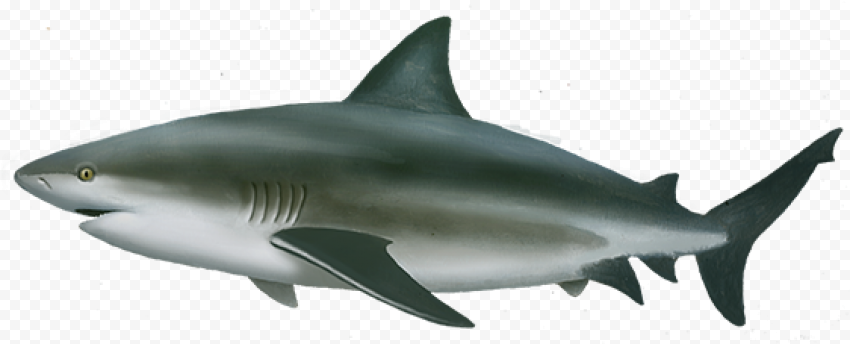 Aquatic Real Shark PNG Pic