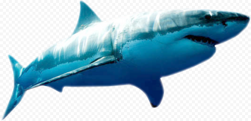Blue Megalodon Shark PNG Image