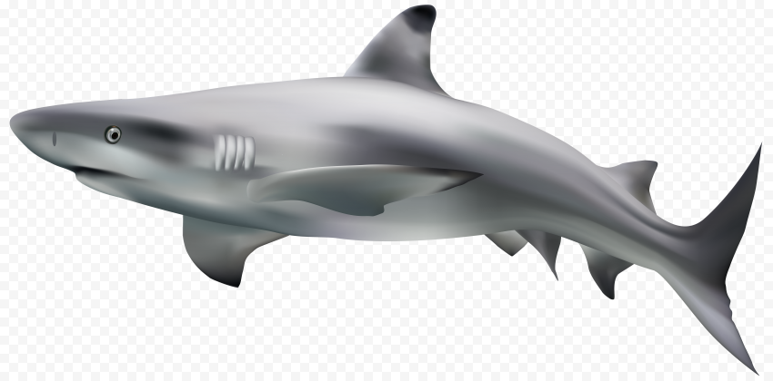 Big Megalodon Shark PNG Photos