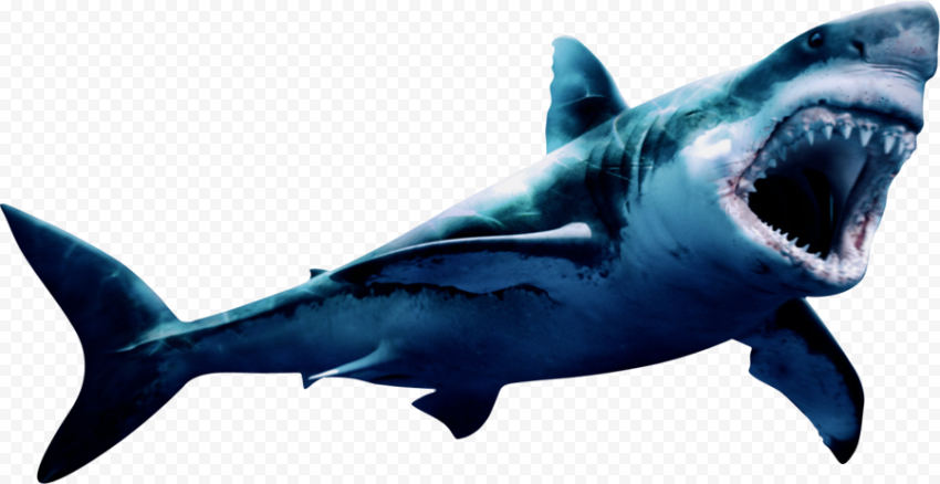 Face Megalodon Shark PNG HD