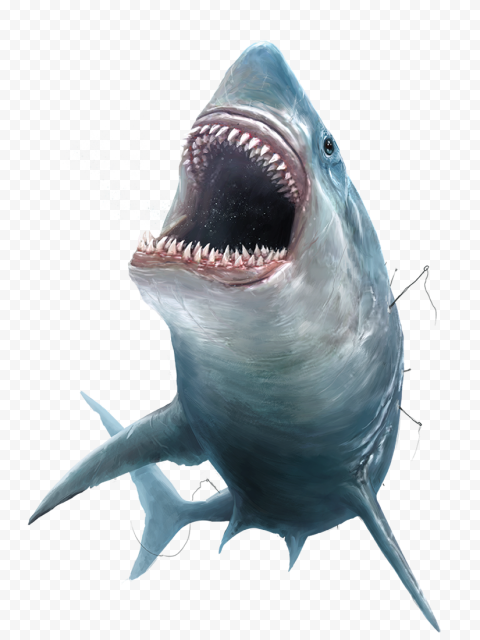 Face Megalodon Shark Transparent Background