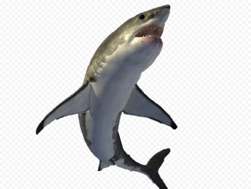 Megalodon Shark Transparent Background