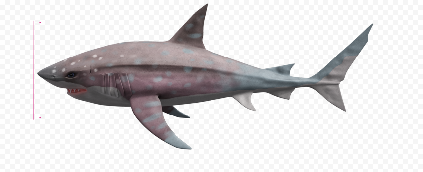 Megalodon Shark PNG Photos