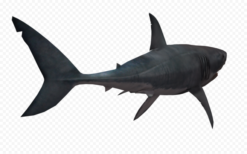 Nemo Shark PNG HD