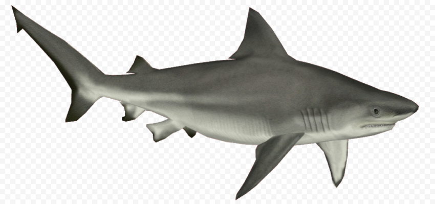 Real Shark PNG Pic