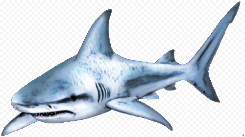 Whale Real Shark PNG Photos