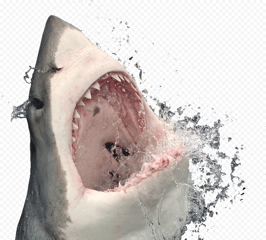 Wildlife Real Shark PNG File