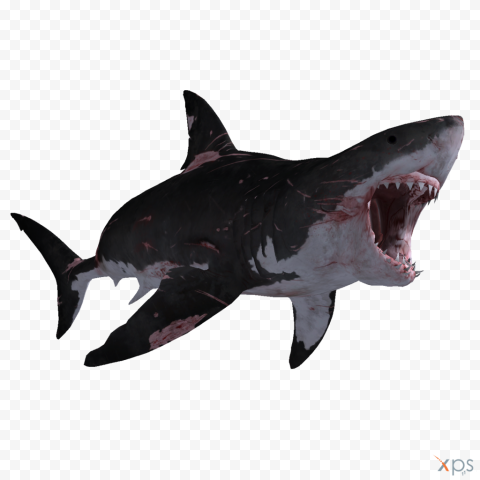 Wildlife Real Shark PNG Transparent Image