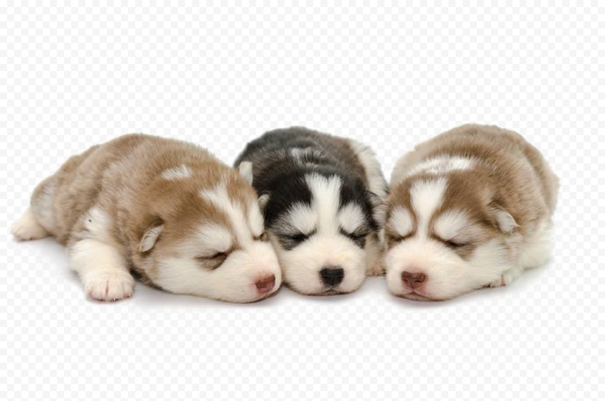 Husky PNG Background