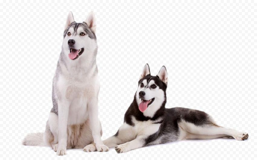 Husky PNG Download Image