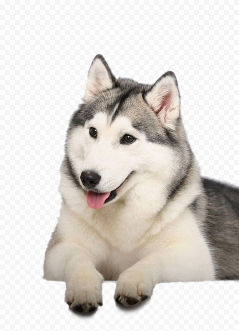 Husky PNG Clipart Background