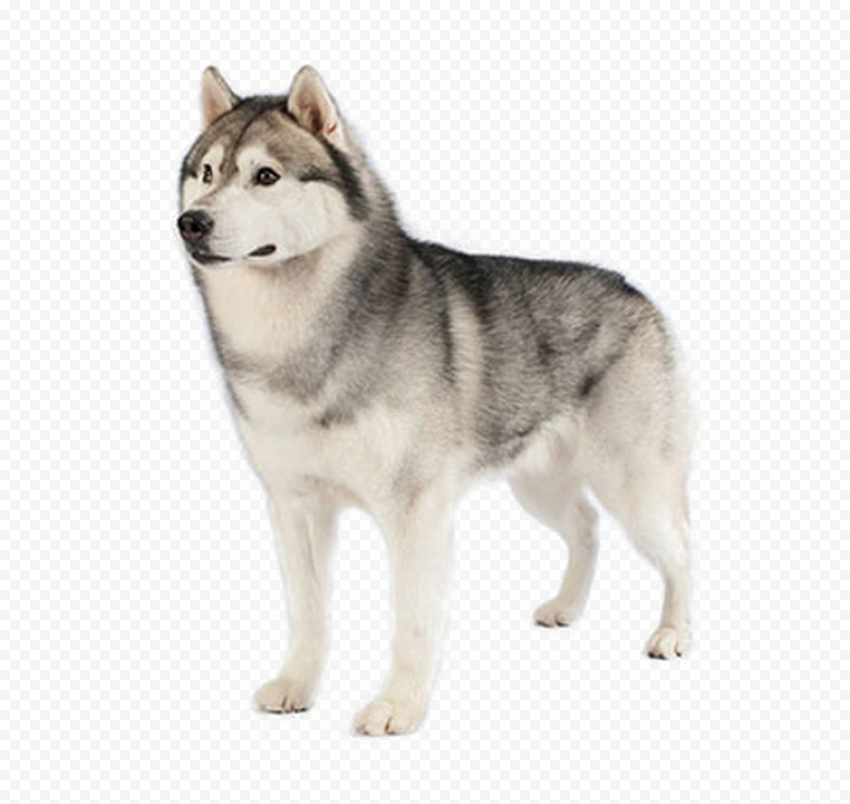 Husky PNG Image HD
