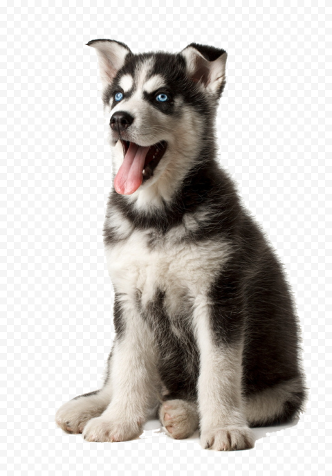 Husky PNG Transparent Image