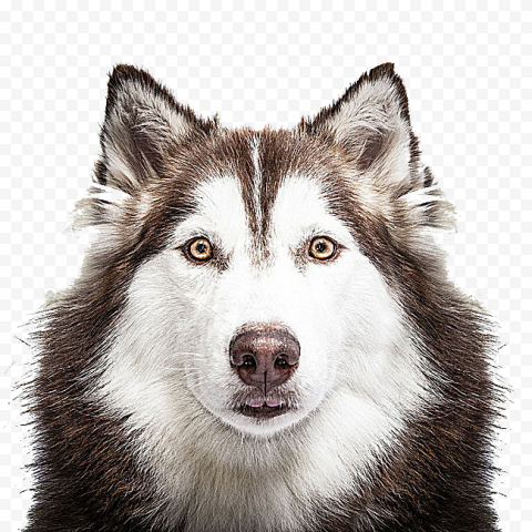Husky PNG Transparent