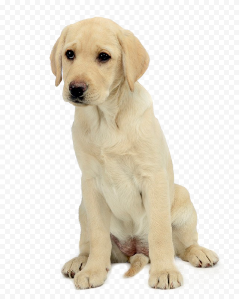 Labrador PNG Free Download
