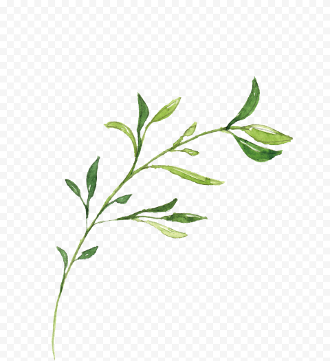 Hand drawn illustration leaves, watercolor Painting, leaf, branch
