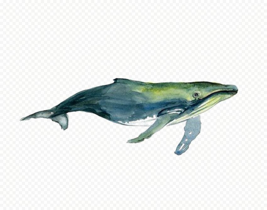 Green whale illustration, Tucuxi Humpback whale Watercolor painting Drawing, Watercolor Whale, blue, watercolor Leaves, marine Mammal