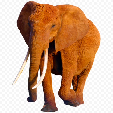 African elephant World Elephant Day Poaching Indian elephant, elephant, mammal, animals, fauna