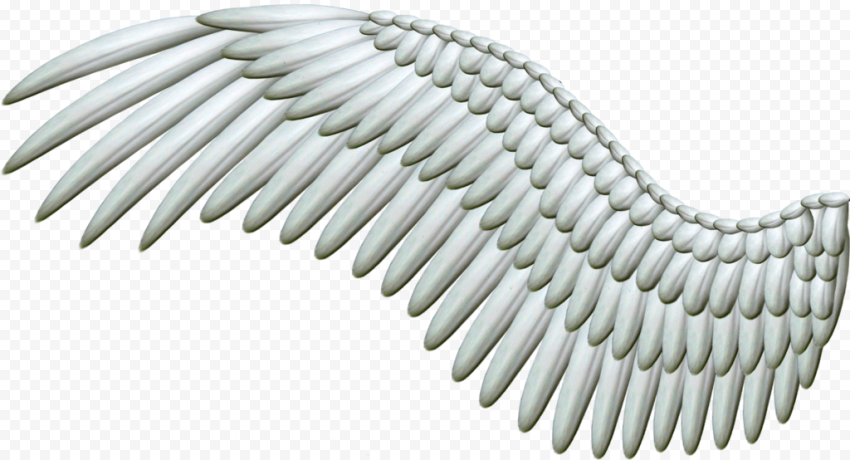 Angel wing, Wings, angle, wings, color