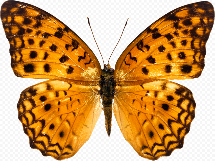 Butterfly, Orange butterfly, butterflies free, image File Formats, brush Footed Butterfly, symmetry