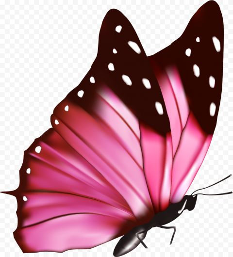 Pink and black butterfly, Pink flowers Euclidean graphy, Pink fresh butterfly, brush Footed Butterfly, patterns, insects