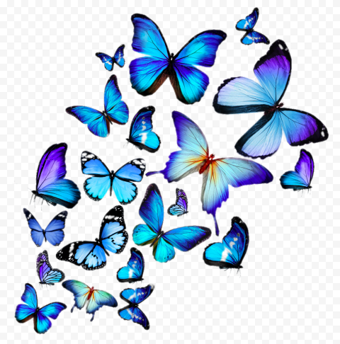 Hd butterflies, animal, butterfly, blue