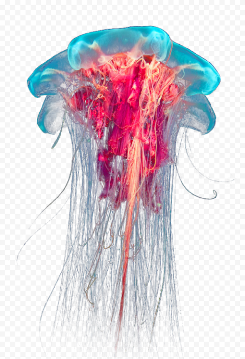Blue and red jellyfish, Lion's mane jellyfish Ocean Box jellyfish, jellyfish, jellyfish, animal, desktop Wallpaper