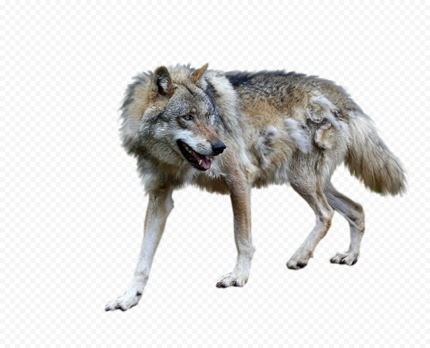 Alaskan tundra wolf Coyote Wolfdog Jackal, yorkshire terrier, horse, mammal, carnivoran