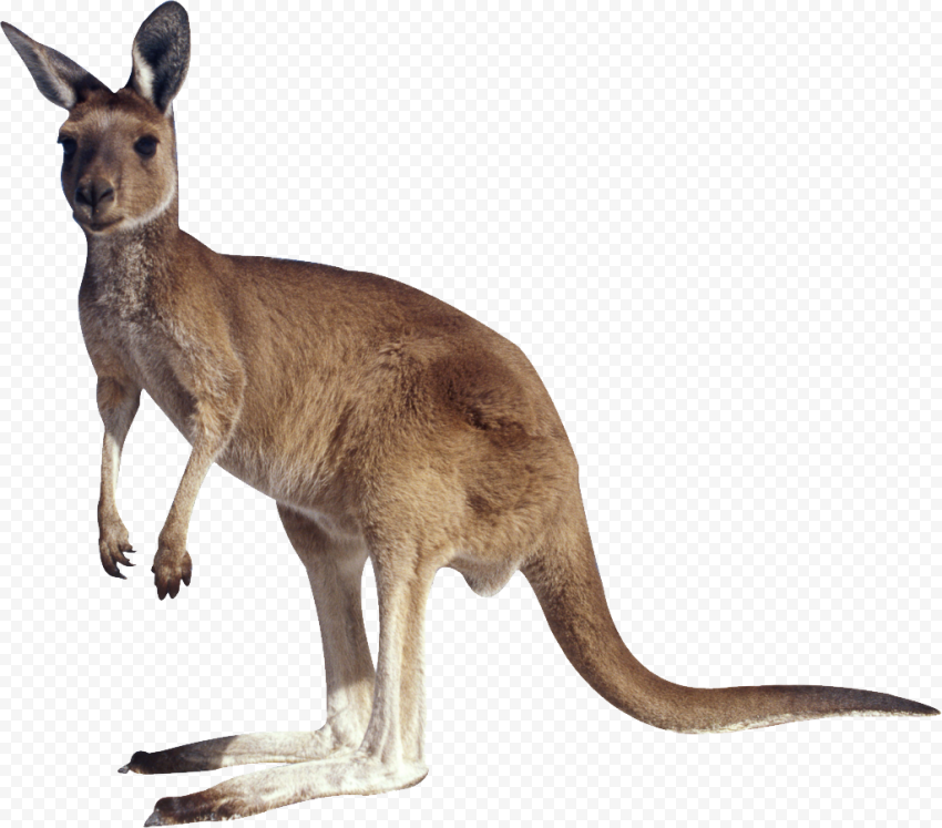 Macropodidae Kangaroo, kangaroo, mammal, animals, fauna