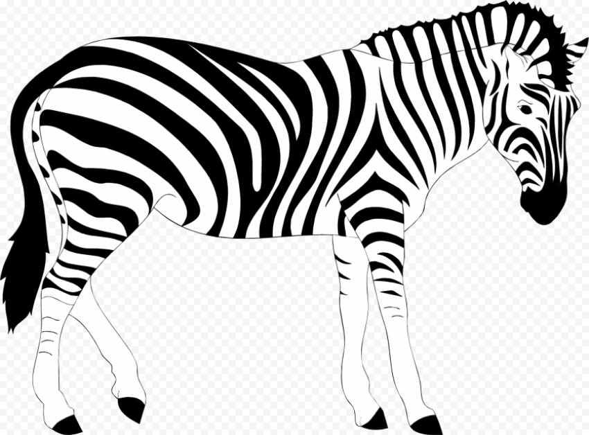 zebra s 2254x1664