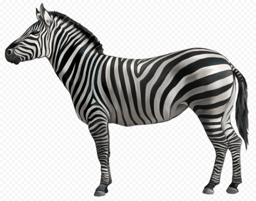 zebra 600x470