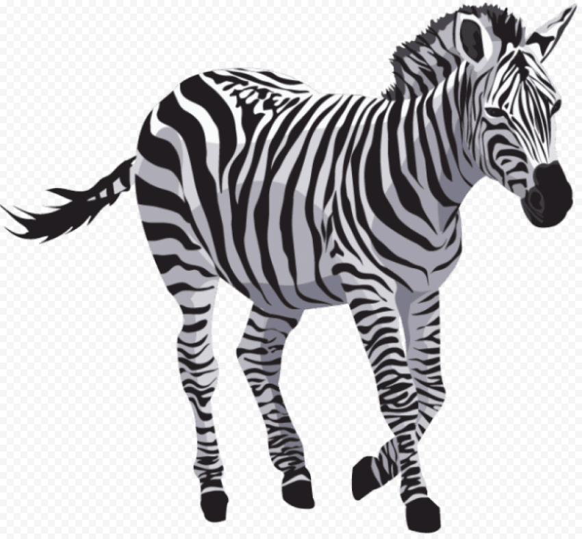zebra free s 850x788