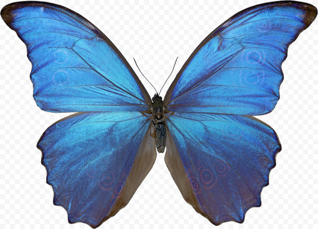 blue butterfly png emoji
