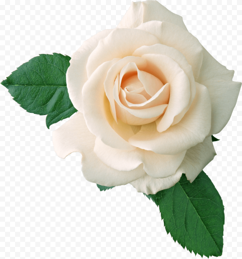 White Rose PNG Free Image