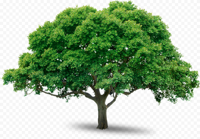 tree png image free download picture tree png photoshop tree png images free download 